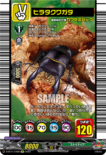 D/BT11/EX08EX Dorcus platymelus